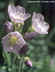 Polemonium pulcherrimum ssp. delicatum - Jacob's Ladder