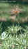 Pulsatilla patens ssp. multifida - Cutleaf Anemone Prairie Smoke