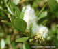 Salix planifolia - Planeleaf Willow Diamondleaf Willow Mountain Willow