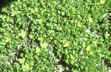 Paronychia pulvinata - Alpine Nailwort Rocky Mountain Nailwort