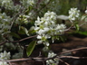 Amelanchier stolonifera - Running Serviceberry