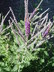 Amorpha canescens - Lead Plant