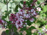 Syringa pubescens ssp. microphylla 'Superba' - Littleleaf Lilac