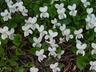 Viola canina 'White Butterfly' - Heath Dog Violet