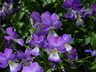 Viola corsica - Corsican Violet Corsican Pansy