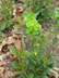 Euphorbia amygdaloides var. robbiae - Wood Spurge