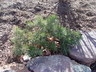 Pinus sylvestris 'Repens' - Scots Pine