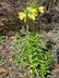 Fritillaria imperialis 'Lutea' - Crown Imperial