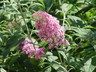 Buddleja davidii 'Pink Delight' - Butterfly Bush Summer Lilac