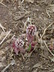 Petasites hybridus - Bog Rhubarb Butterbur