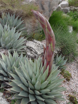 Accession Number: 802233*1 - Agave parryi ssp. neomexicana