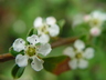 Cotoneaster dammeri 'Juergl' - Juergl Bearberry Cotoneaster