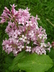 Syringa josikaea - Hungarian Lilac