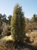Juniperus occidentalis - Sierra Juniper Western Juniper
