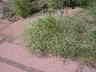 Eriogonum pharnaceoides - Wirestem Buckwheat