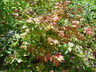 Acer circinatum - Vine Maple