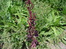 Atriplex hortensis var. rubra - Red Orache