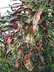Codiaeum variegatum var. pictum 'Corkscrew' - Croton