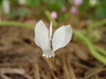 Cyclamen hederifolium var. hederifolium f. albiflorum 'Album' - Large-Leafed White Autumn Cyclamen Alpine Violet Persian Violet Sowbread Ivy Leaved Cyclamen