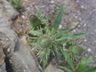Eryngium agavifolium - Agave Leaf Eryngium