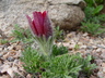 Pulsatilla vulgaris 'Röde Klokke' [sold as Red Clock] - Pasque Flower