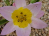 Tulipa saxatilis (Bakeri Group) - Candia Tulip