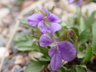 Viola palmata - Early Blue Violet Plains Violet