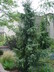 Picea omorika 'Pendula' - Weeping Serbian Spruce