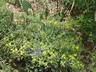Eriogonum jamesii var. flavescens - James' Buckwheat