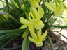 Narcissus 'Hawera' - Daffodil