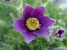 Pulsatilla regeliana - Pasque Flower