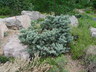 Picea pungens 'Saint Mary’s Broom' - Colorado Blue Spruce