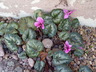 Cyclamen pseudibericum - False Iberian Cyclamen Alpine Violet Persian Violet Sowbread