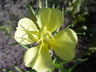 Oenothera elata ssp. hookeri - Hooker's Evening Primrose