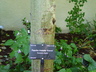 Populus tremula 'Erecta' - Upright European Aspen