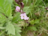 Erysimum linifolium - Wallflower