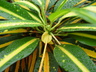 Codiaeum variegatum var. pictum 'McAdoo' - Croton