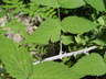 Rubus cockburnianus