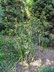 Ilex verticillata 'Jim Dandy' - Winterberry Black Alder