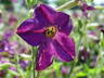 Nicotiana 'Perfume Deep Purple' - Flowering Tobacco Nicotiana