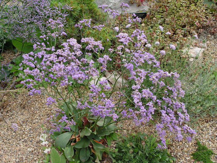Limonium gmelinii