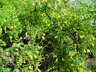Caragana arborescens 'Pendula' - Weeping Siberian Peashrub