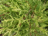 Juniperus x pfitzeriana 'Old Gold' - Pfitzer Juniper