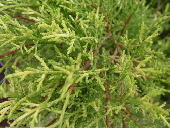 Juniperus X Pfitzeriana 'old Gold'