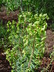 Euphorbia x martinii - Spurge