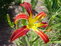 Hemerocallis Red Ribbons