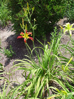 Hemerocallis Red Ribbons