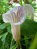 Arisaema candidissimum - White Spathed Jack-In-The-Pulpit Cobra Lily