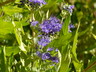 Caryopteris x clandonensis 'Worcester Gold' - Bluebeard Blue Mist Spirea