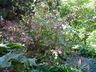 Cornus alba 'Siberian Pearls' - Siberian Dogwood
